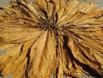 The Comprehensive Tobacco Curing & Yellowing Process (A-Z) with Modern Technology